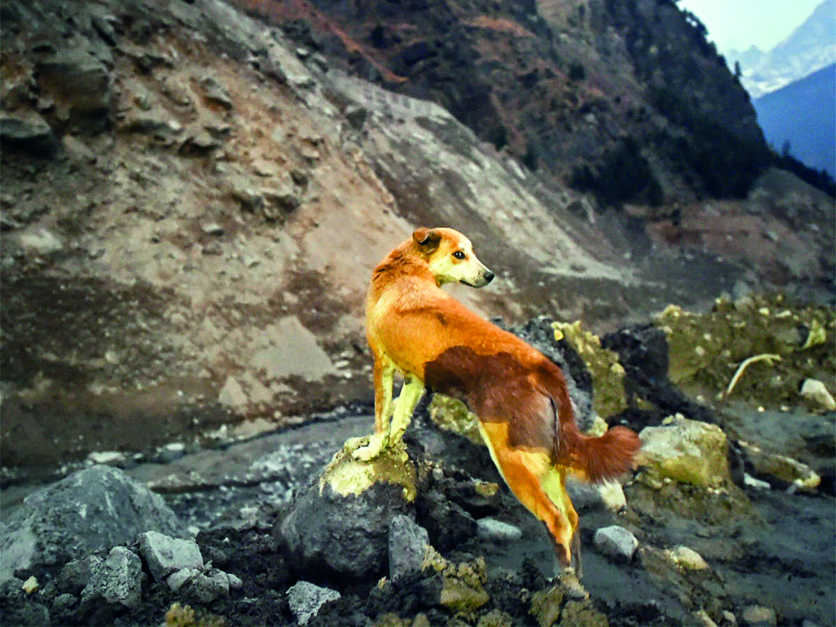 ZSI maps, identifies high risk areas in Trans-Himalayan region