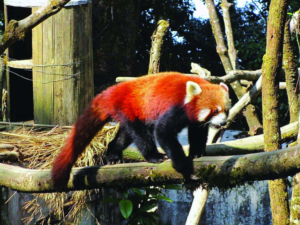Two Red Pandas to be sent to Pafos   Zoo in Cyprus from Darjeeling