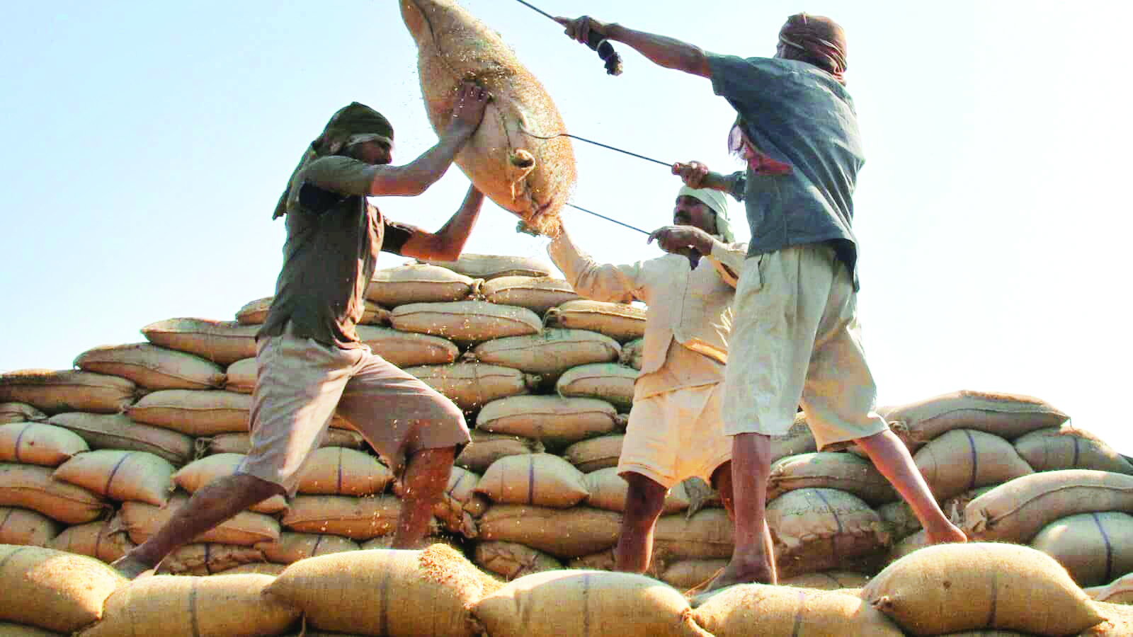 Paddy procurement in HP crosses last year’s purchase, hits 20,993 MT