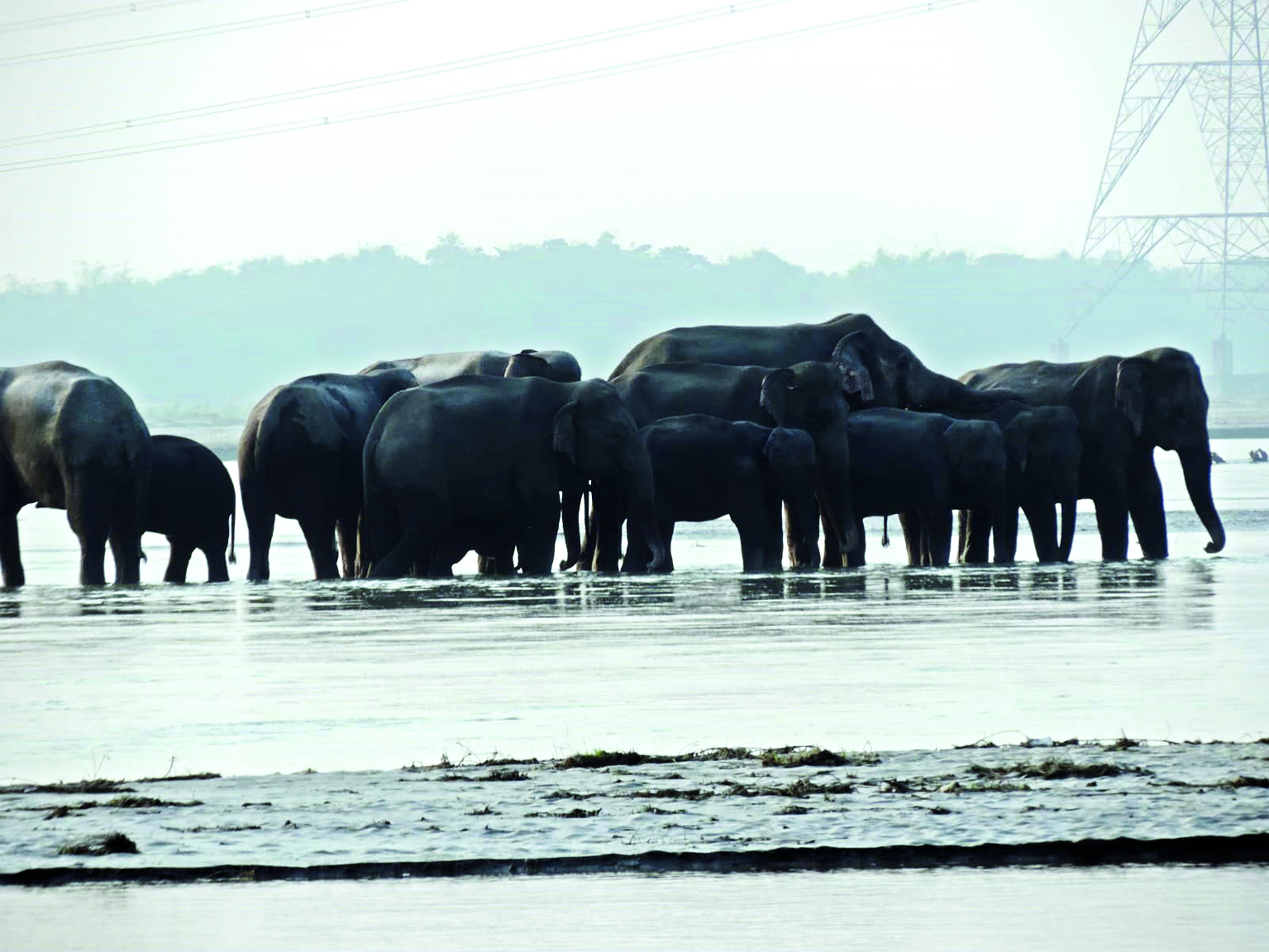‘Illegal farming on river banks in Jalpaiguri district attracts elephant herds’