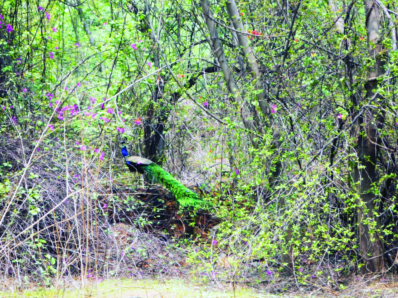 Delhi Ridge not property of forest dept, belongs to citizens: HC Delhi Ridge not property of forest dept, belongs to citizens: HC