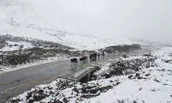 Jammu & Kashmir: Mughal Road closed for vehicular traffic due to snowfall Jammu & Kashmir: Mughal Road closed for vehicular traffic due to snowfall