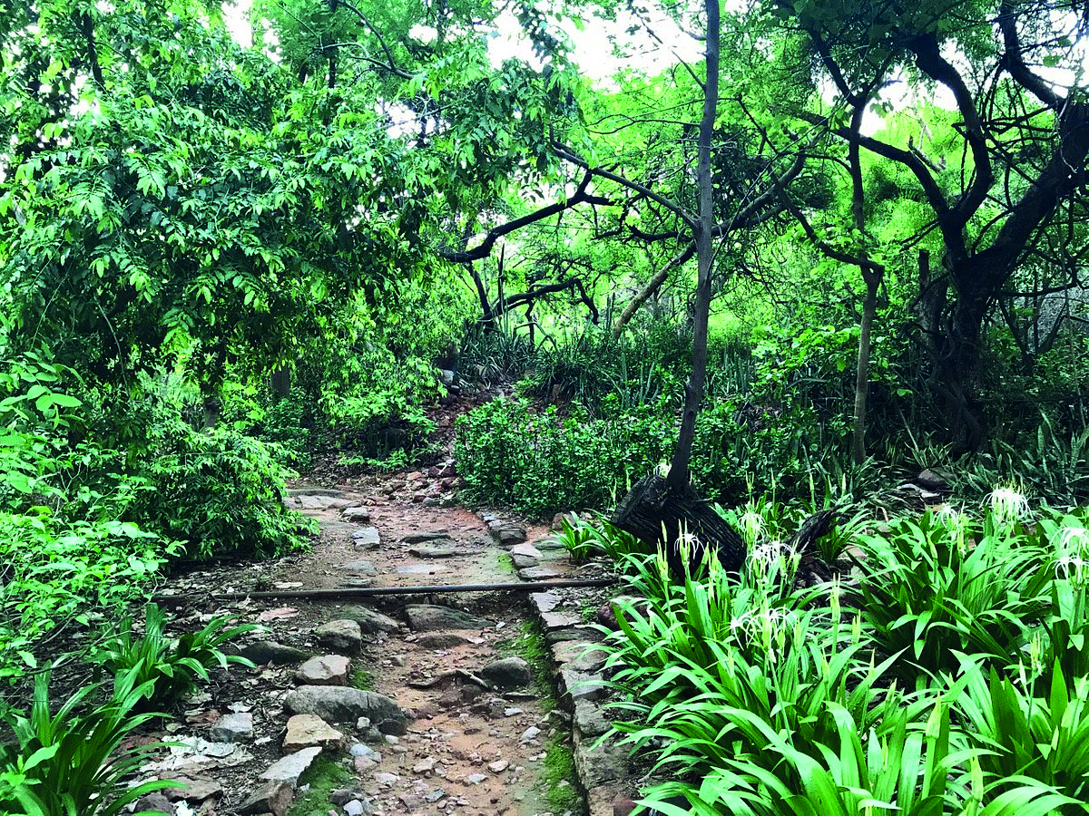 Delhi HC expresses concern over event in Southern Ridge sanctuary Delhi HC expresses concern over event in Southern Ridge sanctuary