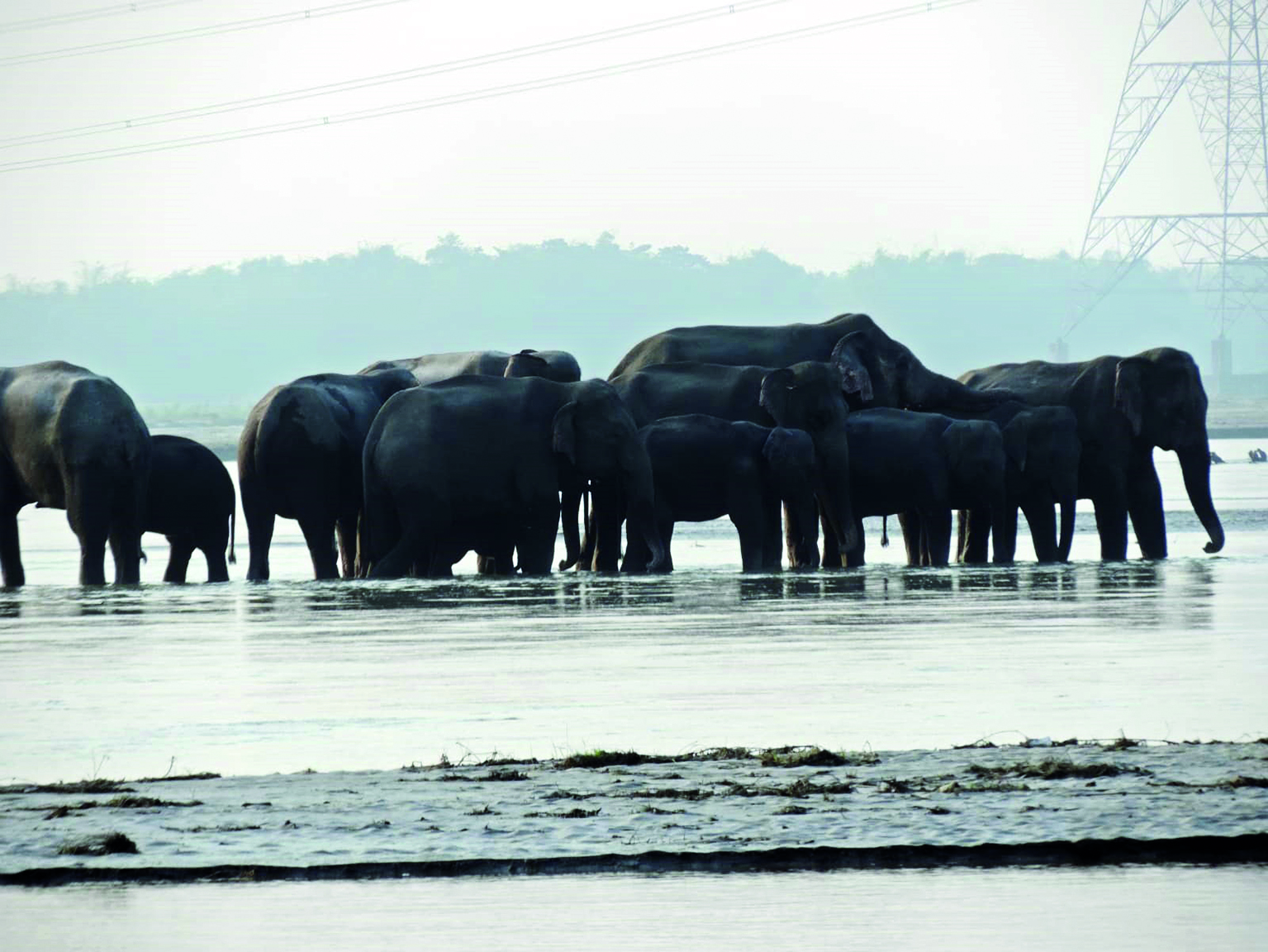 Elephant herd damages 2 houses in Kharibari