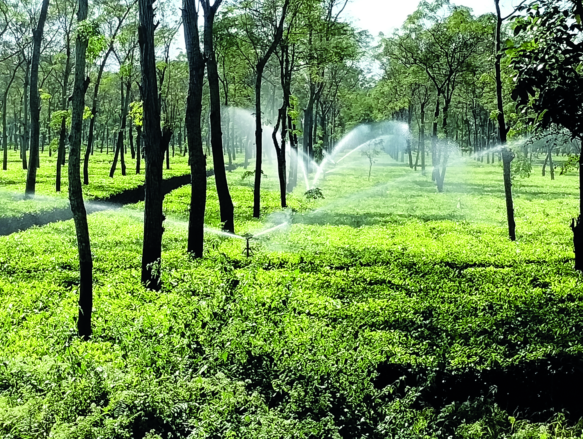 Tea industry in North Bengal prays for rain Tea industry in North Bengal prays for rain