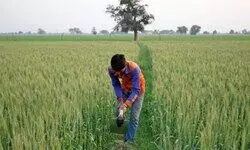 Punjab: State expects bumper paddy yield despite kharif season marred by floods Punjab: State expects bumper paddy yield despite kharif season marred by floods