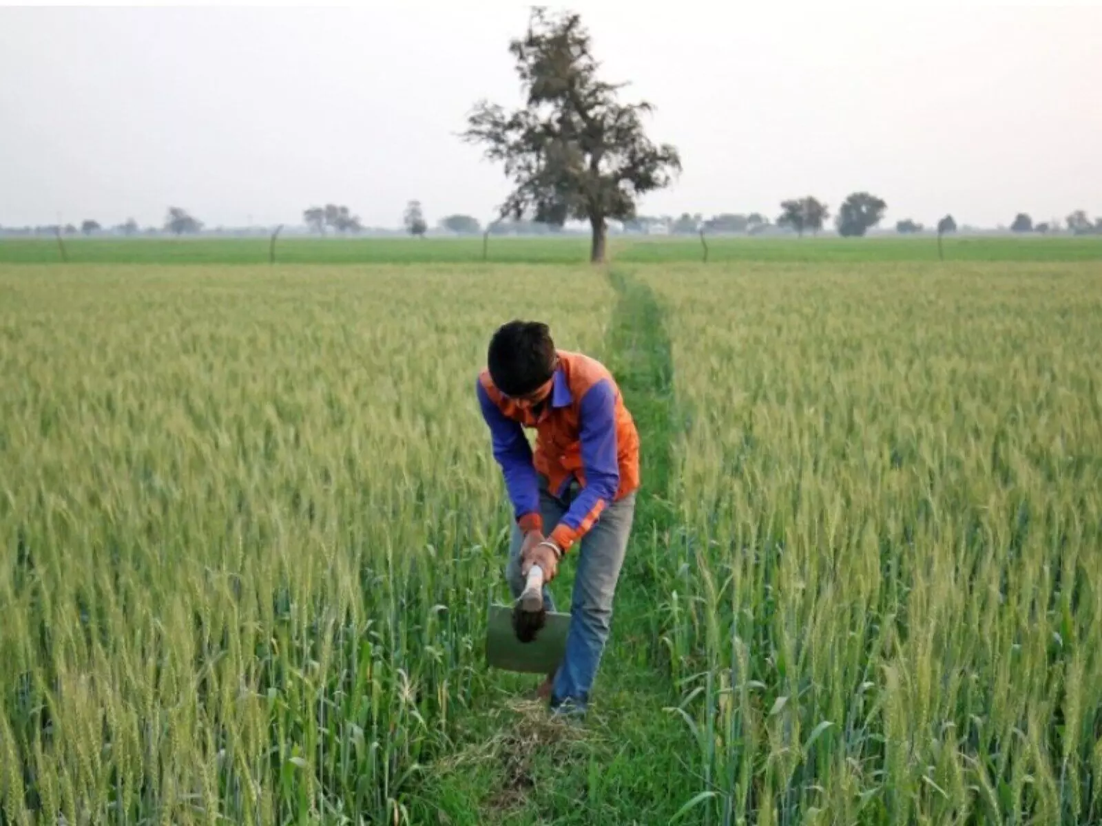 Punjab: State expects bumper paddy yield despite kharif season marred by floods