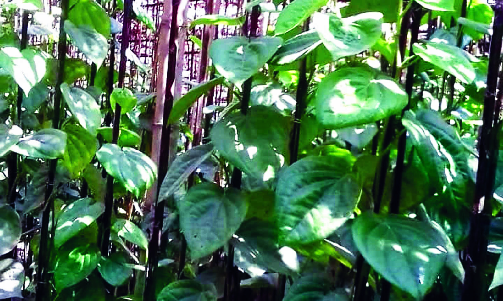 ‘Legal action for tampering with fixed no. of leaves in a bundle’