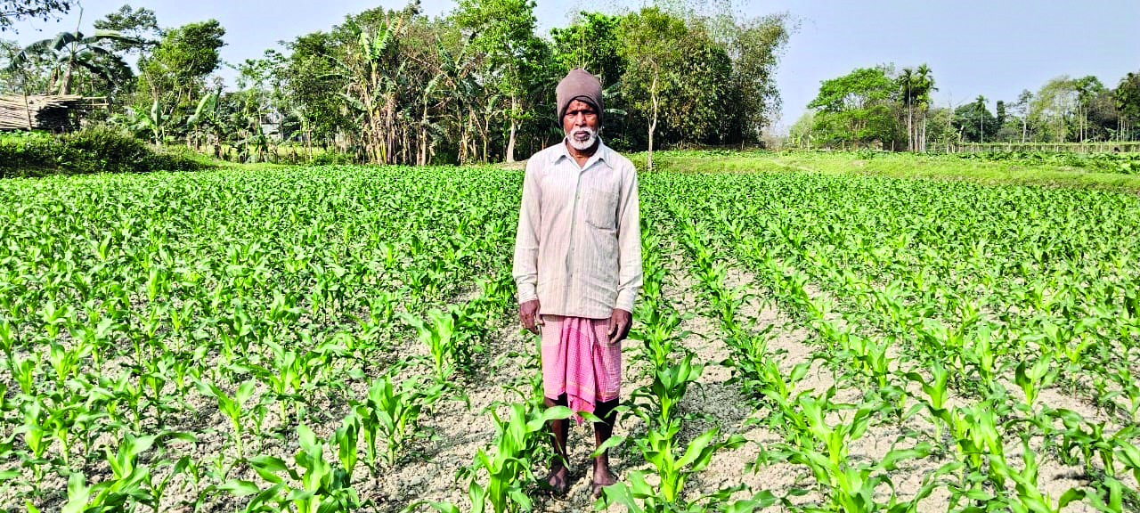 Jalpaiguri farmers embrace maize over potatoes Jalpaiguri farmers embrace maize over potatoes