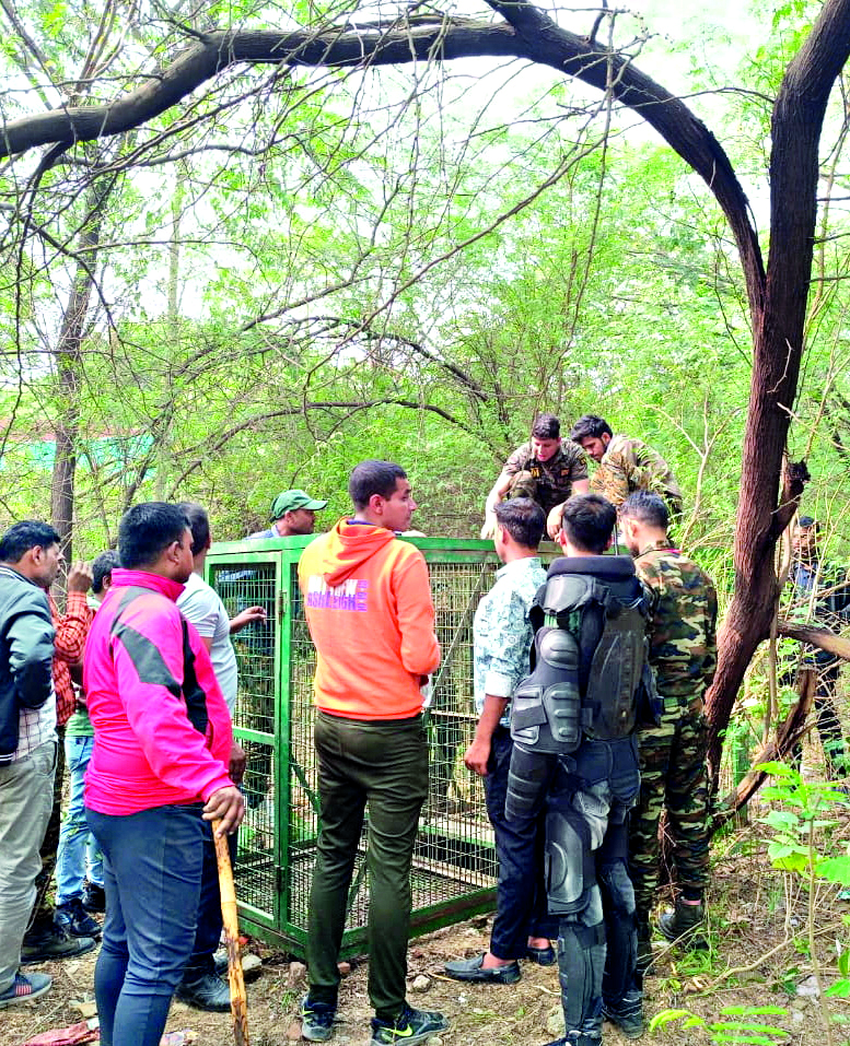Teams formed to catch leopard in Sainik Farms Teams formed to catch leopard in Sainik Farms