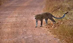 Delhi: Search for elusive leopard on in Neb Sarai