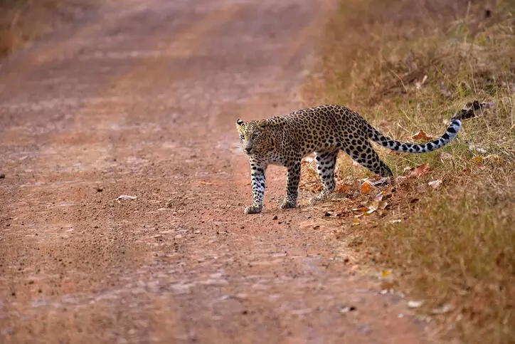 Delhi: Search for elusive leopard on in Neb Sarai