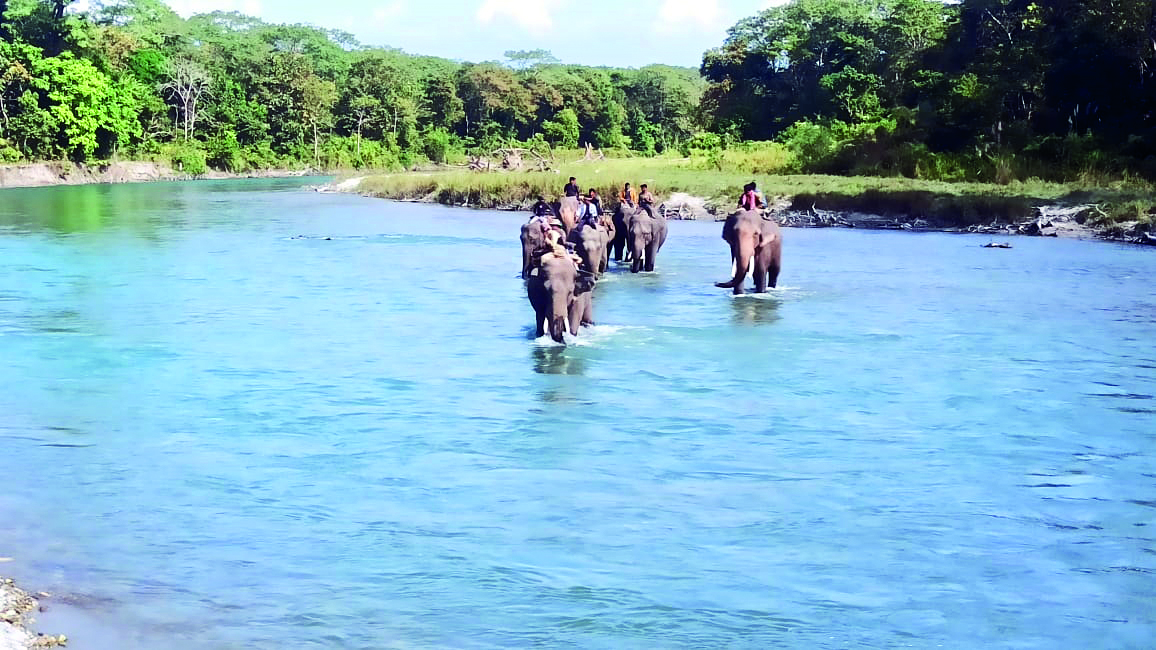 Kunki elephant captured after 12-day pursuit Kunki elephant captured after 12-day pursuit