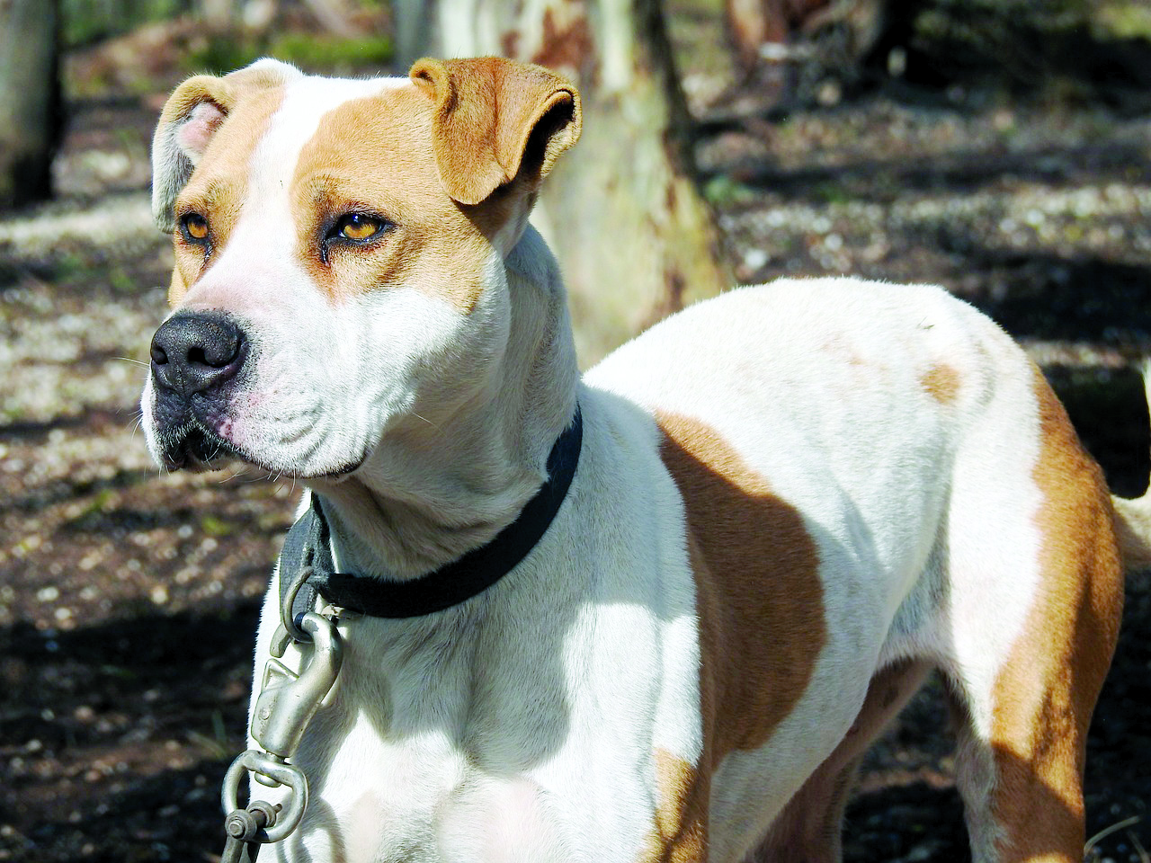 Decide in 3 months representation to ban dangerous dog breeds: Delhi HC to Centre Decide in 3 months representation to ban dangerous dog breeds: Delhi HC to Centre