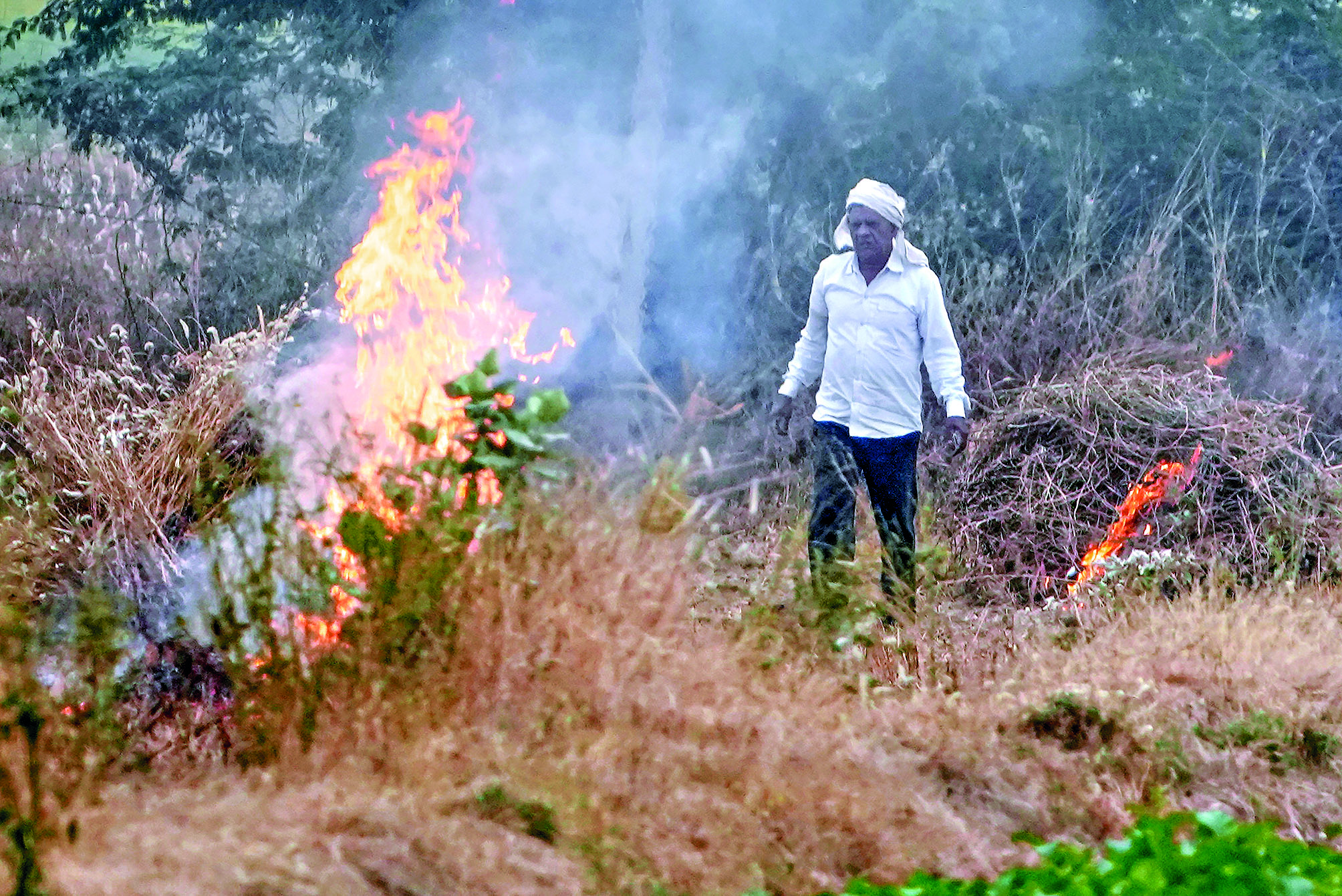 Haryana, other states made progress in stopping stubble burning except Punjab: Environment Min Haryana, other states made progress in stopping stubble burning except Punjab: Environment Min