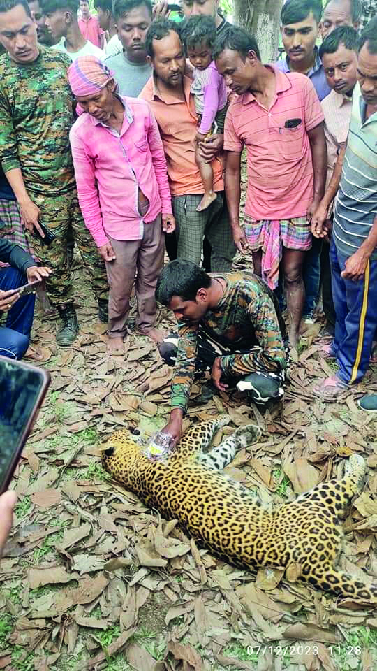 Leopard found dead near Kajli River Leopard found dead near Kajli River