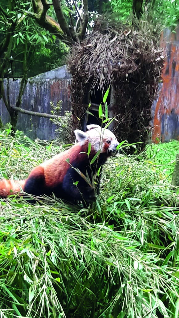 Two Siberian tigers set to arrive for Darjeeling Zoo from Cyprus today