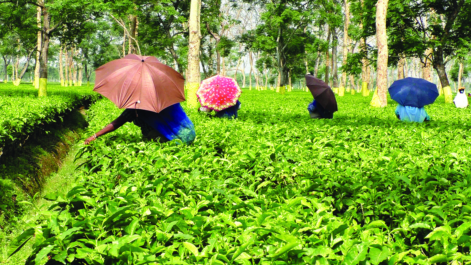Jalpaiguri: Mamata to hand over land leases to tea workers Jalpaiguri: Mamata to hand over land leases to tea workers