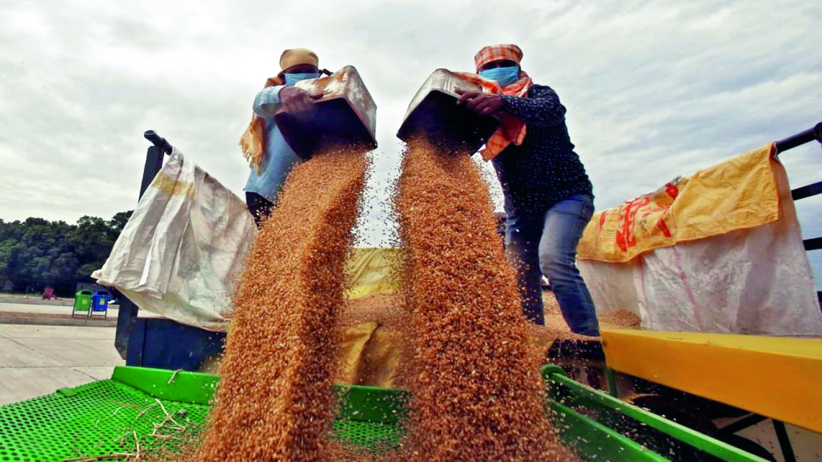 Govt further tightens stock holding limits on wheat