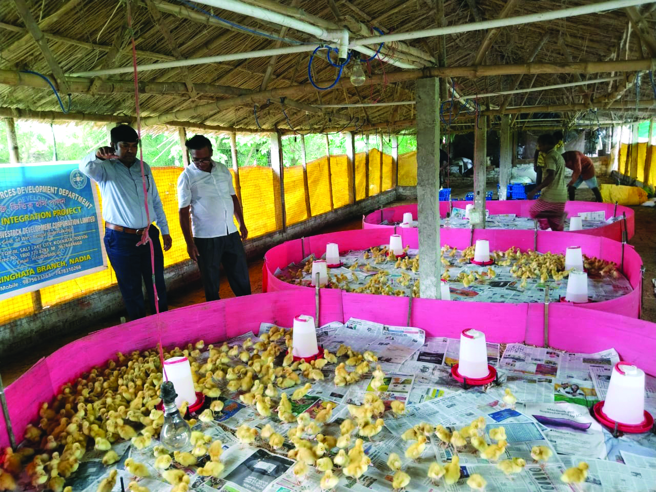 Livestock Development Corporation starts duck integration project Livestock Development Corporation starts duck integration project