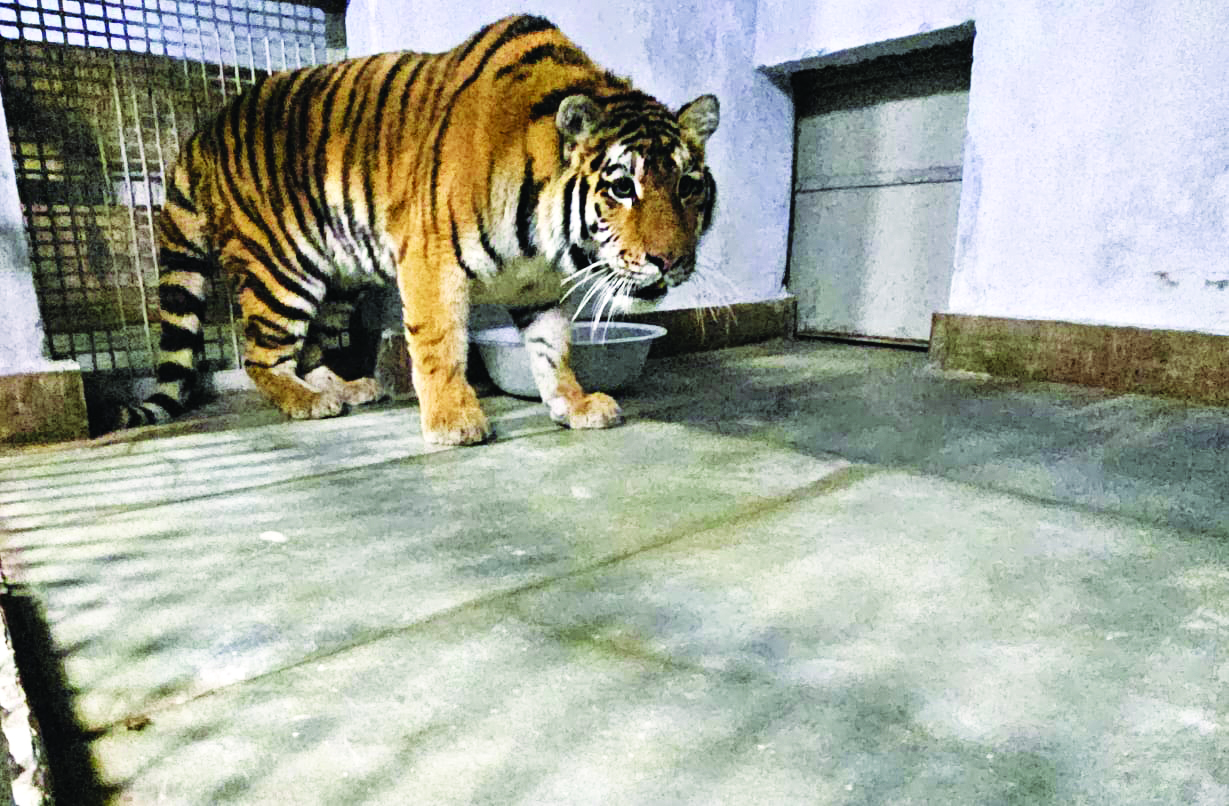 Two Siberian tigers — Lara & Akamas — finally reach Darjeeling Zoo from Cyprus