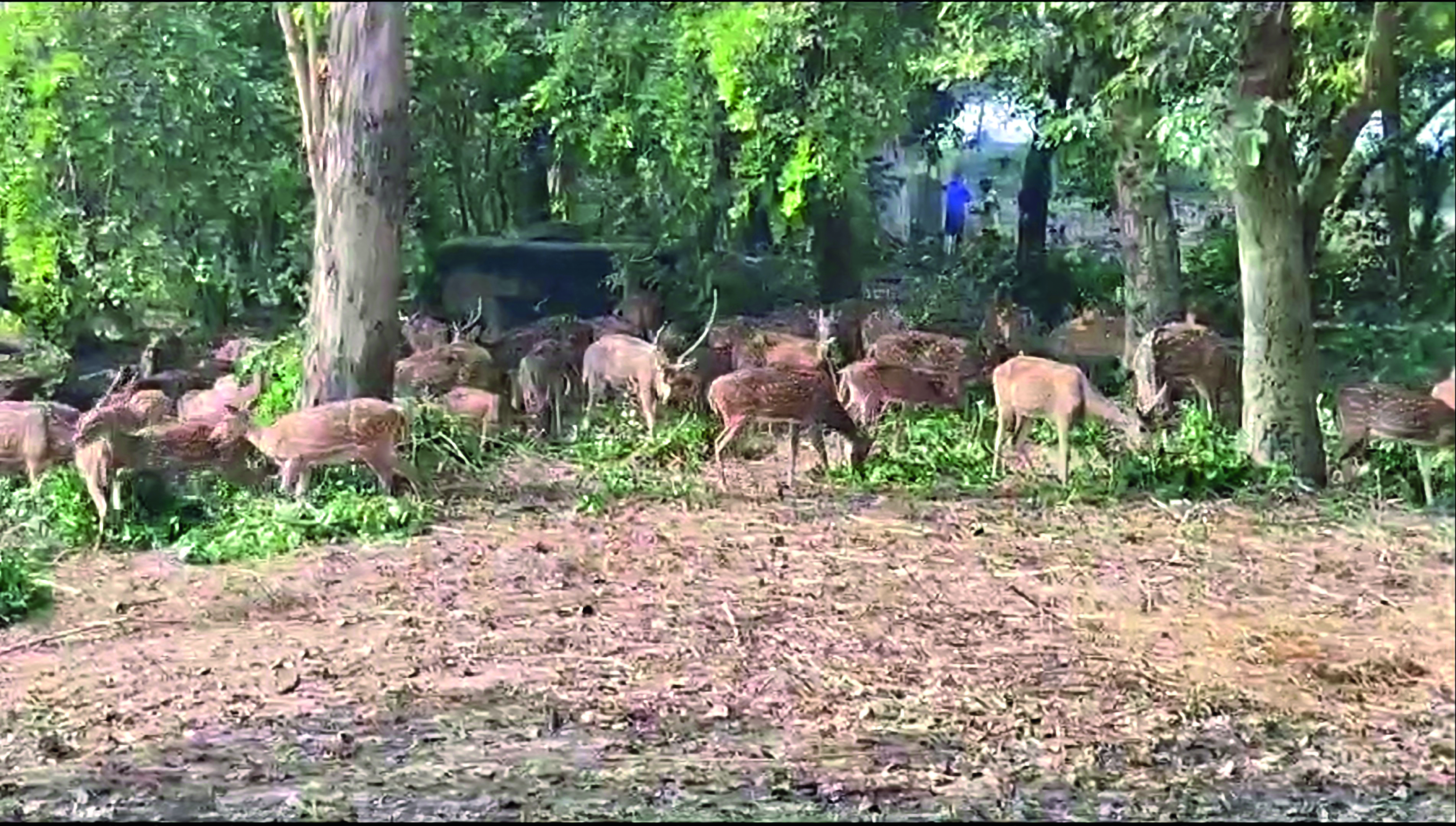 Malda: To prevent poaching, about 10 CCTVs installed in Adina Deer Park