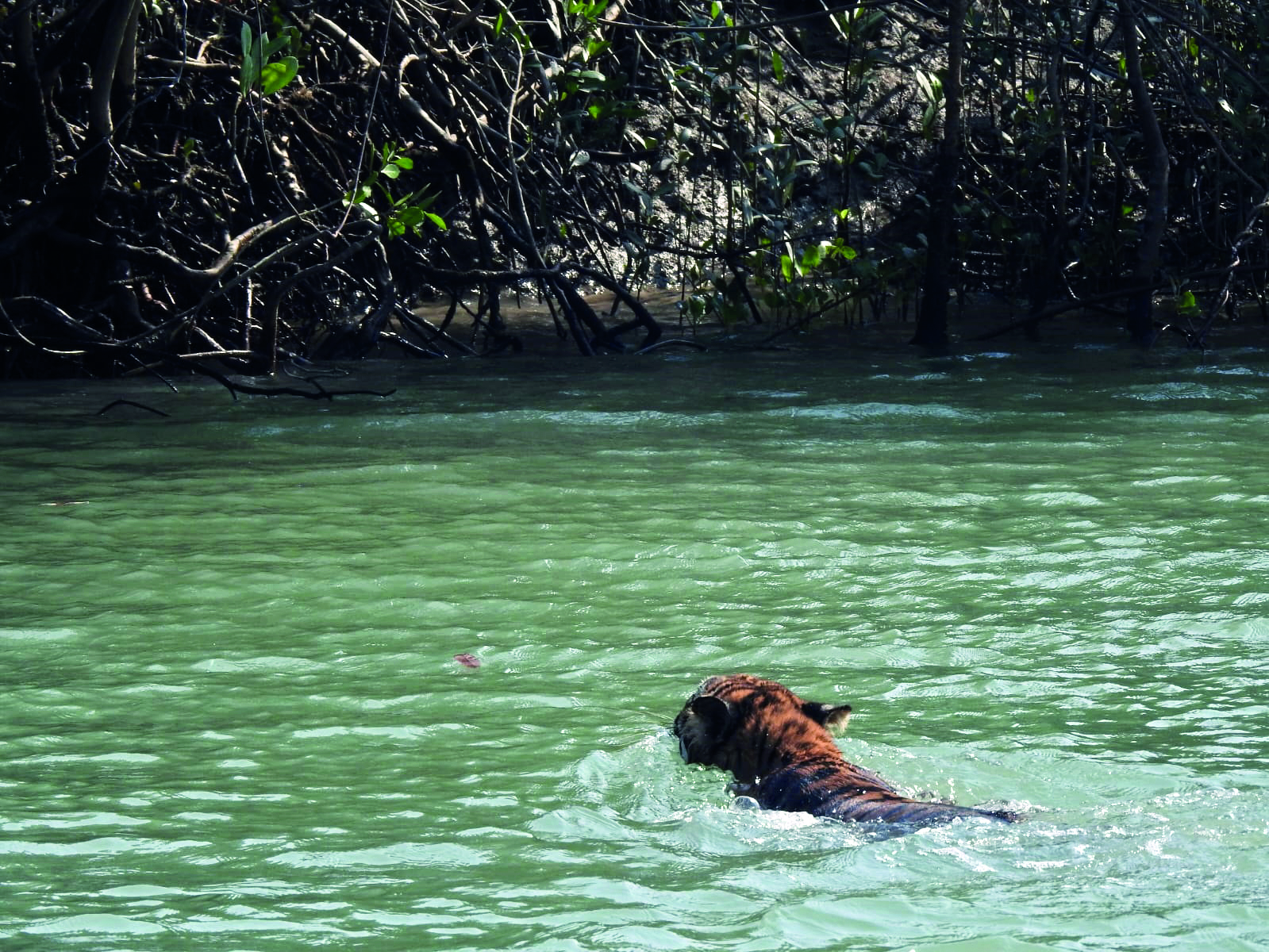 Bengal: Forest staff drive strayed tiger back to forest Bengal: Forest staff drive strayed tiger back to forest