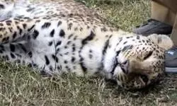 Leopard cub found dead in Delhis Alipur; accident suspected