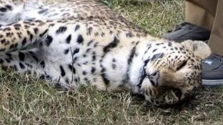 Leopard cub found dead in Delhis Alipur; accident suspected