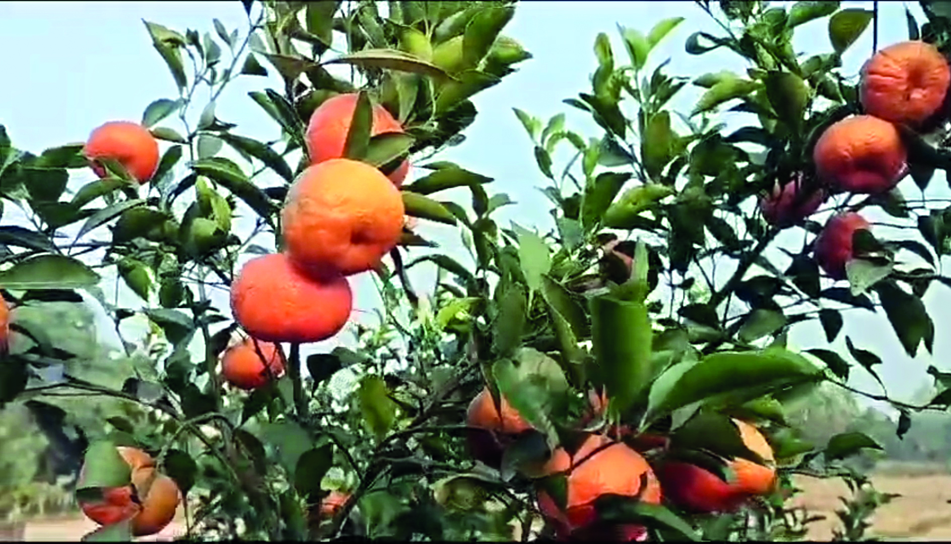 In a first, Malda farmer grows over a quintal oranges
