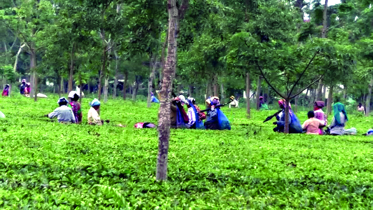 Scattered rain brings relief to North Bengal tea gardens Scattered rain brings relief to North Bengal tea gardens