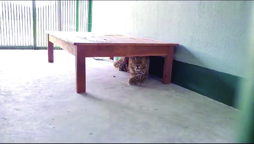 Three male leopards of Jhargram find new home at Rasikbil Mini Zoo