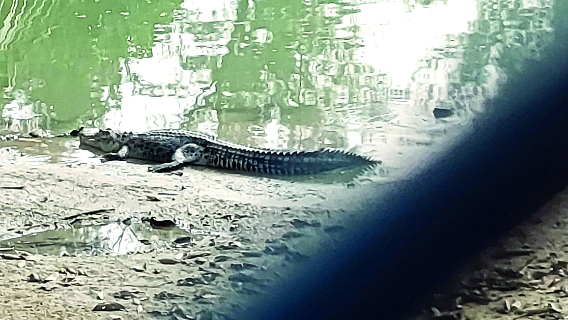 Soon, saltwater crocodile census to   be conducted in the Sunderbans