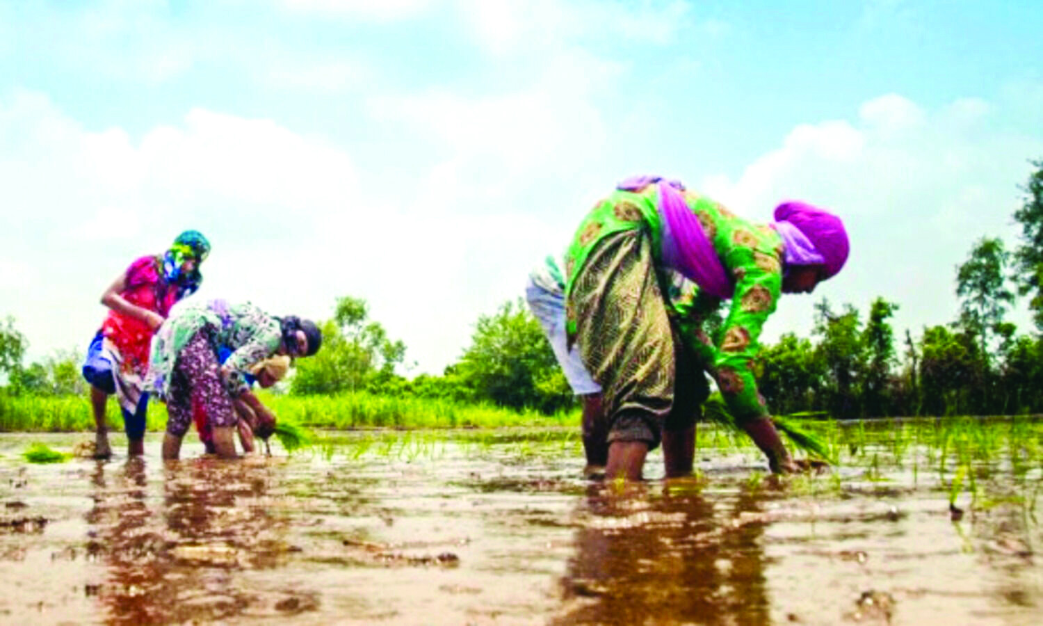 Government closely monitoring rice situation in domestic, international markets on weekly basis