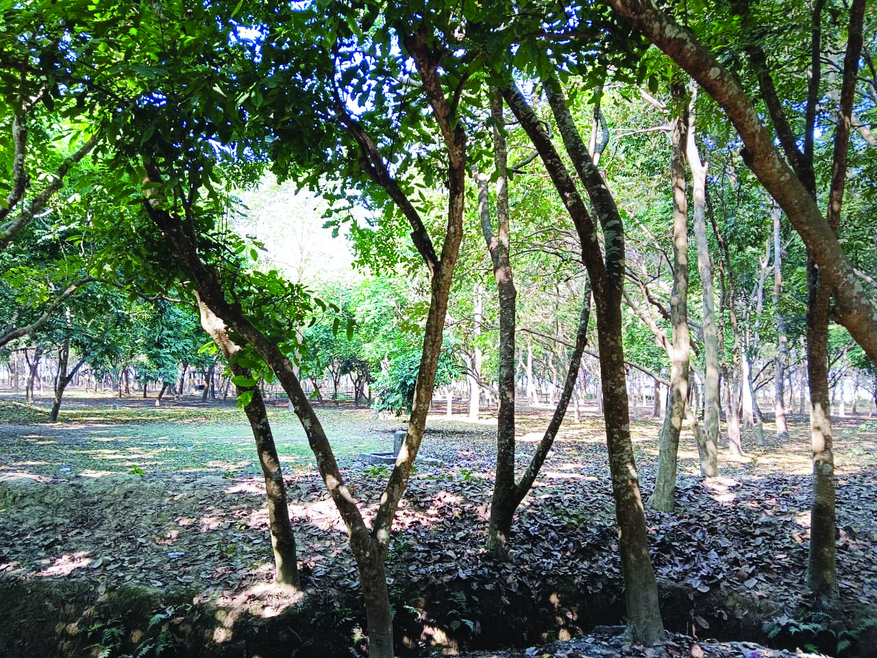 People unhappy as picnic prohibited in forest lands of North Dinajpur People unhappy as picnic prohibited in forest lands of North Dinajpur