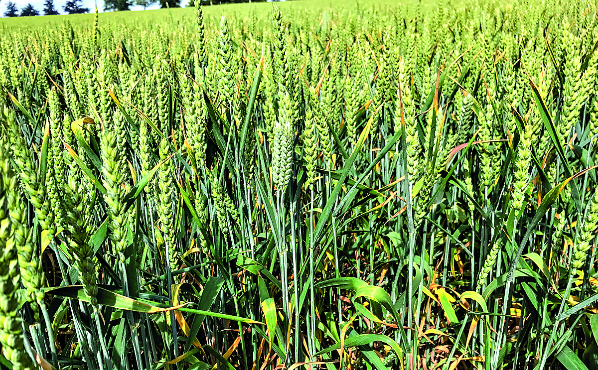 Wheat sown in 30.86 mn hectares so far, says Agri Commissioner