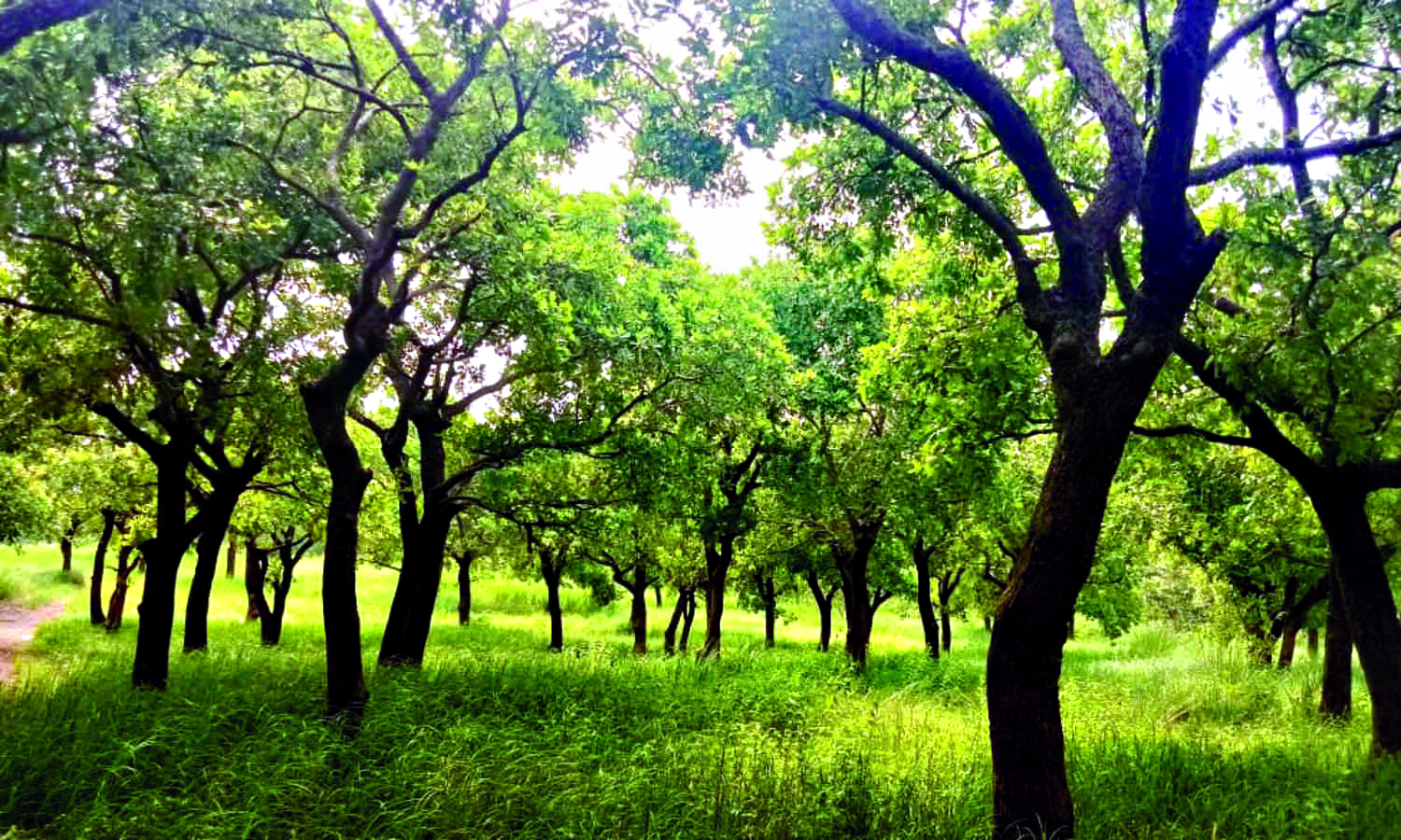 Bidhannagar civic body mulls survey on trees in Salt Lake