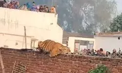 Tiger enters village in Uttar Pradeshs Pilibhit, creates panic for locals