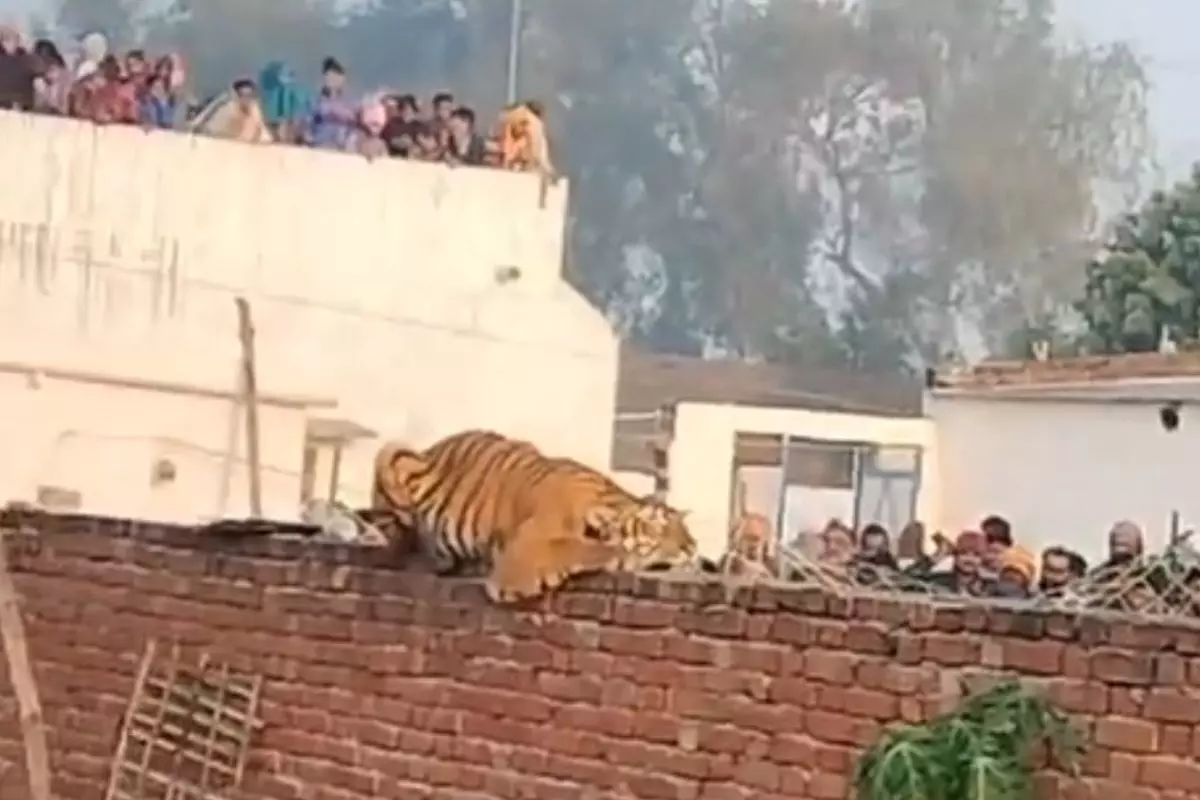 Tiger enters village in Uttar Pradeshs Pilibhit, creates panic for locals
