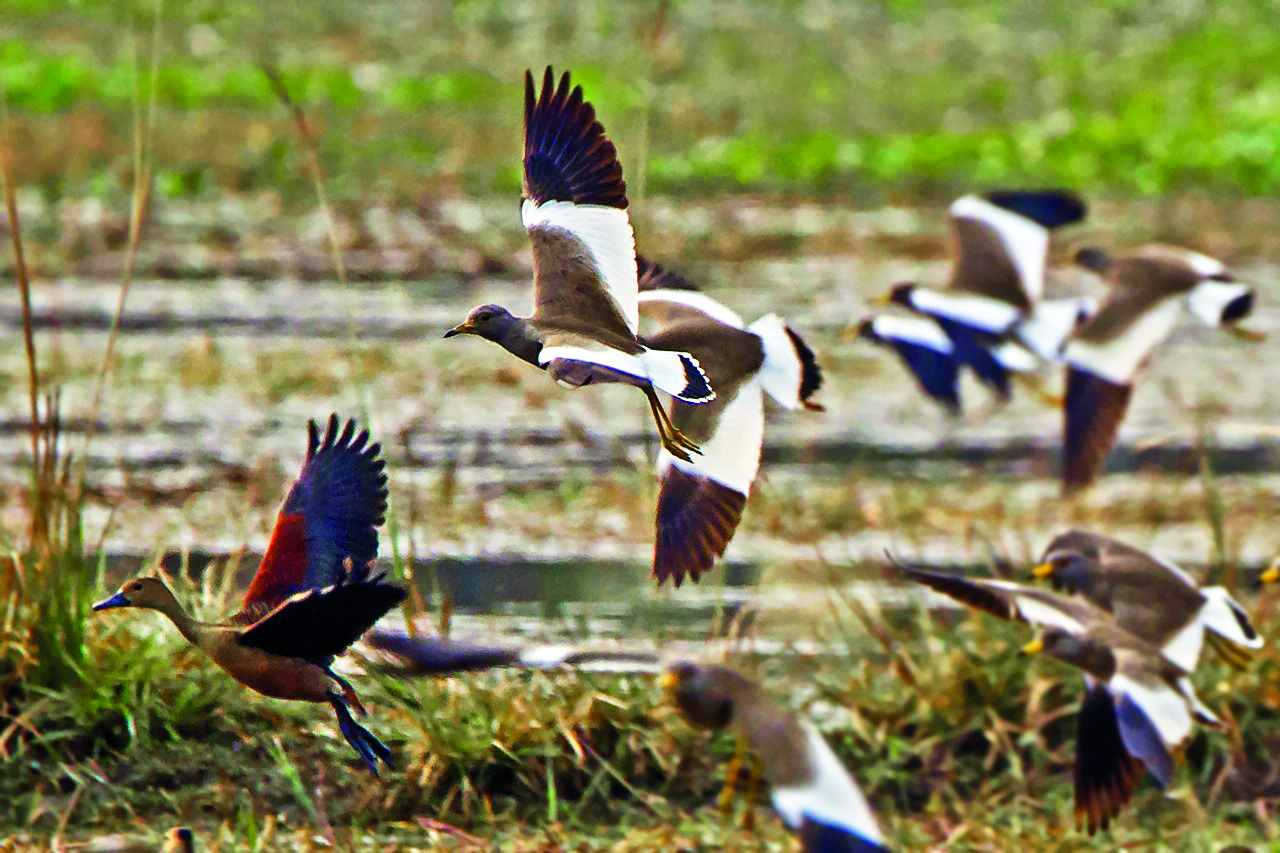 ‘Migratory birds vanishing in Karala and Teesta rivers’