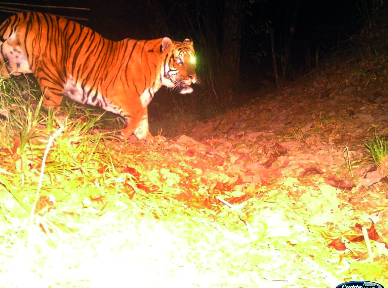 Trap cameras capture Royal Bengal Tiger images Trap cameras capture Royal Bengal Tiger images