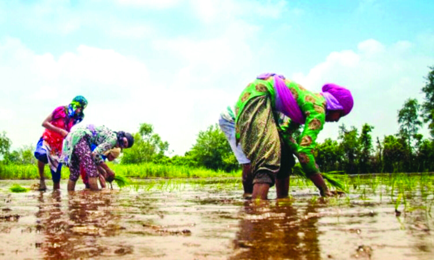 Chhattisgarh farmers cheer as new govt releases pending paddy bonus Chhattisgarh farmers cheer as new govt releases pending paddy bonus