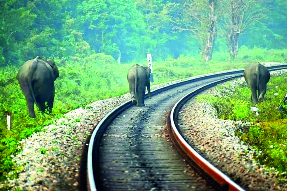 Jumbo deaths due to train collisions: Forest dept and Rlys initiate joint survey