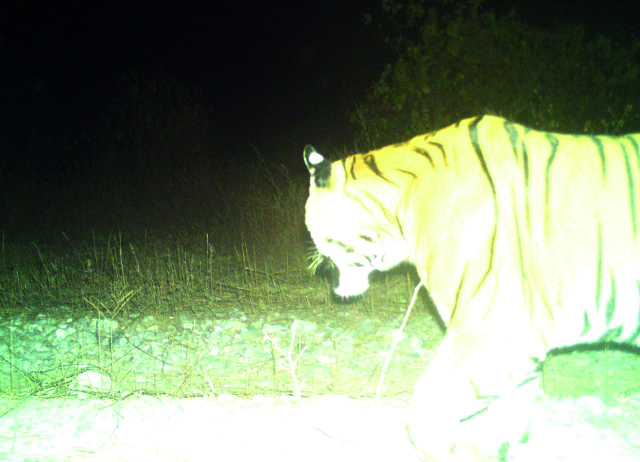 Royal Bengal Tiger spotted  in Buxa Tiger Reserve