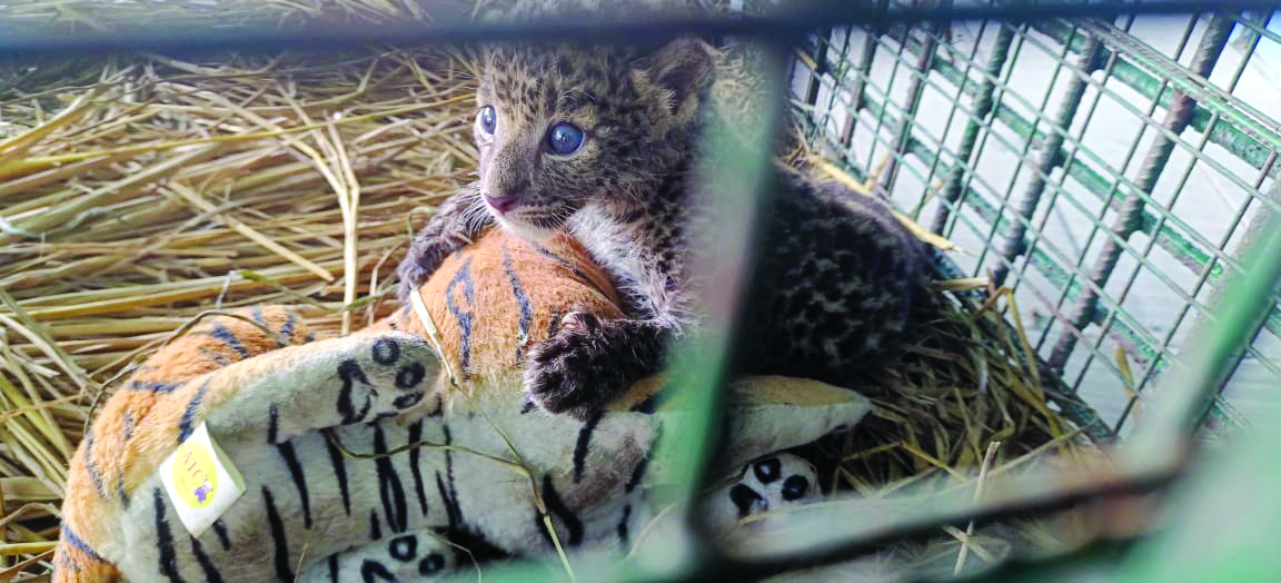 Jaldapara Forest dept nurses orphaned leopard cub back to health in 4 months