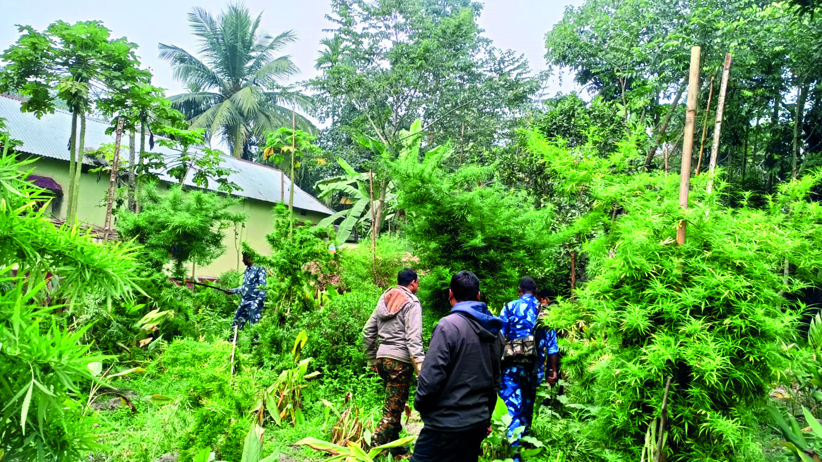 Cooch Behar Police eradicate 3859 bighas of illegal marijuana cultivation