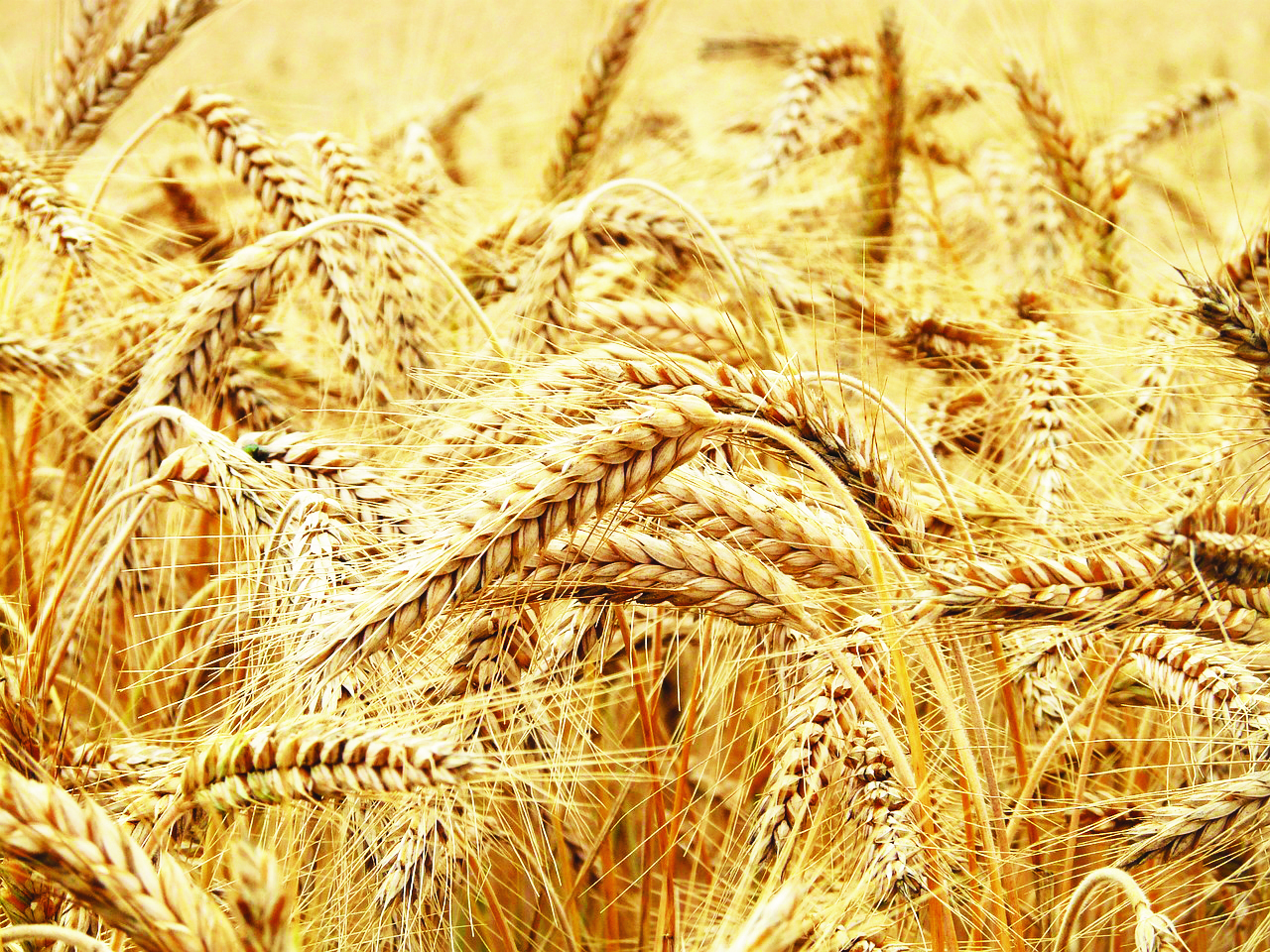 Wheat output may touch 114 mm tonnes in 2023-24