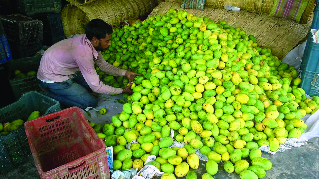 Malda: ‘Sudden drop in temp likely to affect mango yield’