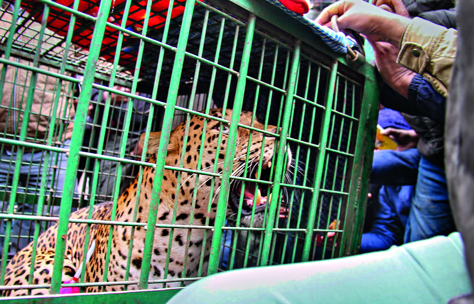 Leopard strays into Gurugram village Leopard strays into Gurugram village