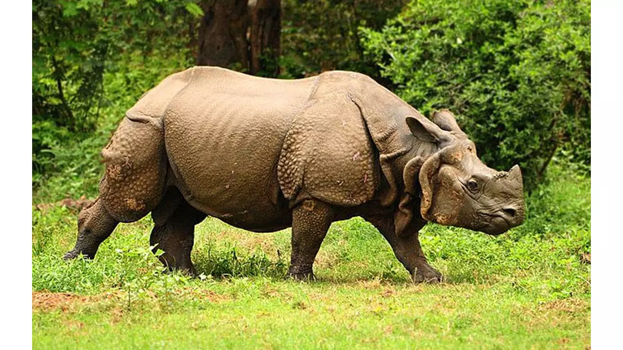 Rhinos return to Assams Laokhowa-Burachapori wildlife sanctuaries after 40 years